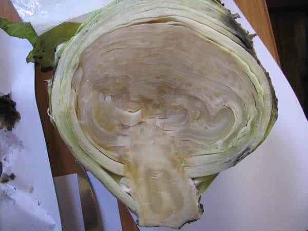 Cabbage diseases: description with photographs, methods of treatment and prevention