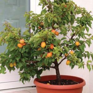 How to plant an apricot from a seed at home