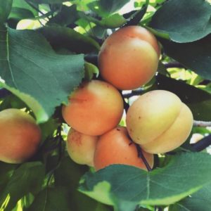 How to plant an apricot from a seed at home