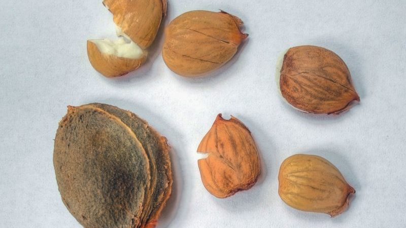 How to plant an apricot from a seed at home