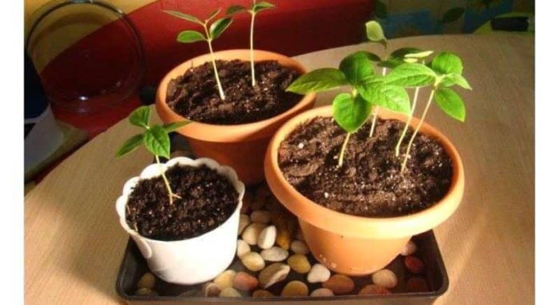 How to plant an apricot from a seed at home