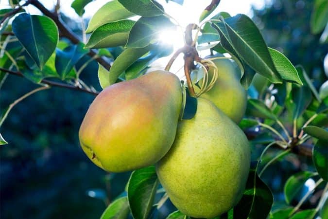 What is good about the August dew pear and why it is worth growing