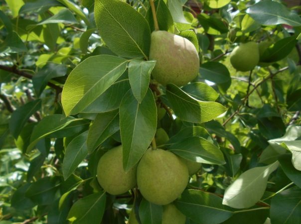 What is good about the August dew pear and why it is worth growing