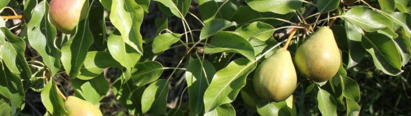 What is good about the August dew pear and why it is worth growing