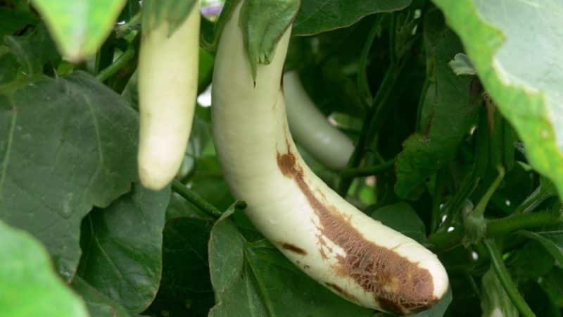 The best ways to treat eggplant diseases: photos and descriptions