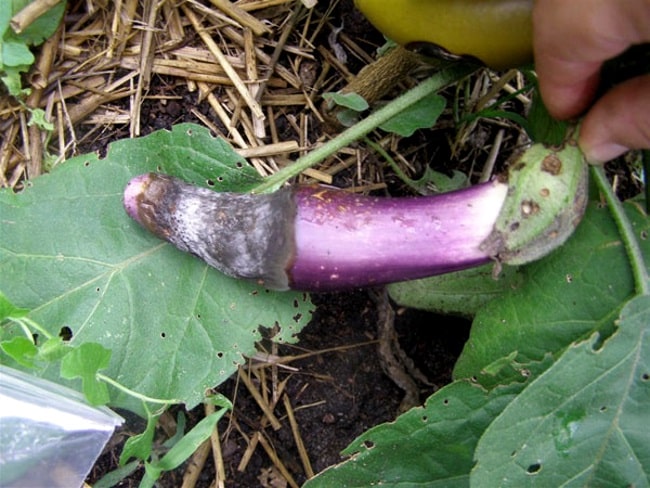 The best ways to treat eggplant diseases: photos and descriptions