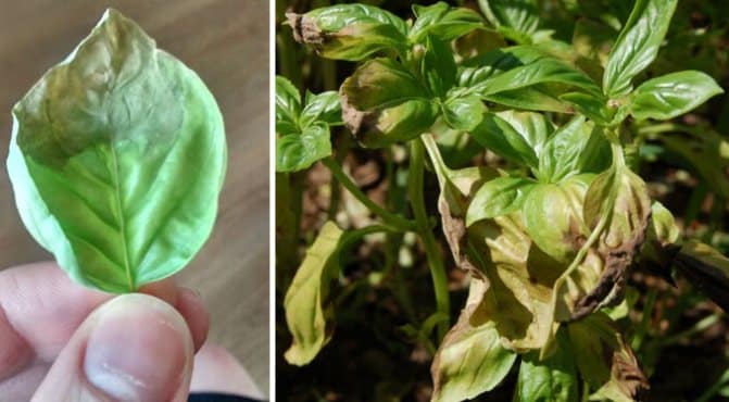 We find out why basil turns yellow and eliminate the problem effectively