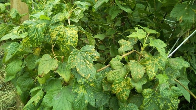 Why is mosaic on currants dangerous and how to get rid of it?