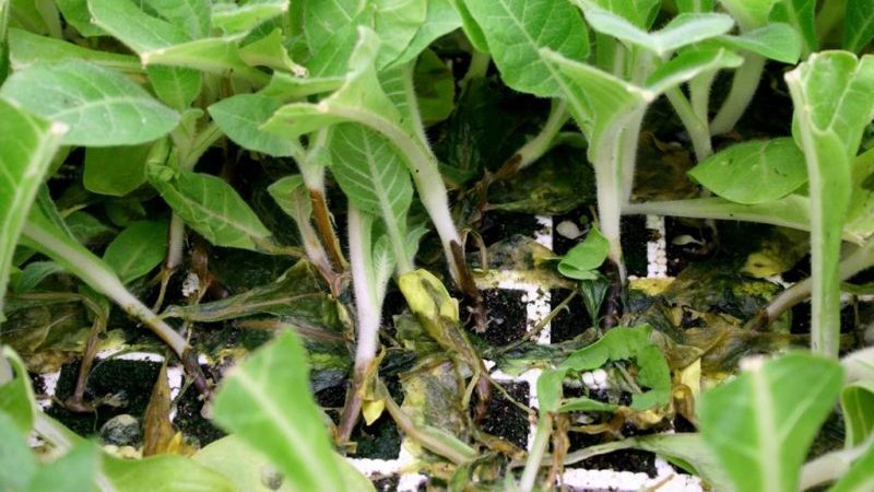 The best ways to treat eggplant diseases: photos and descriptions
