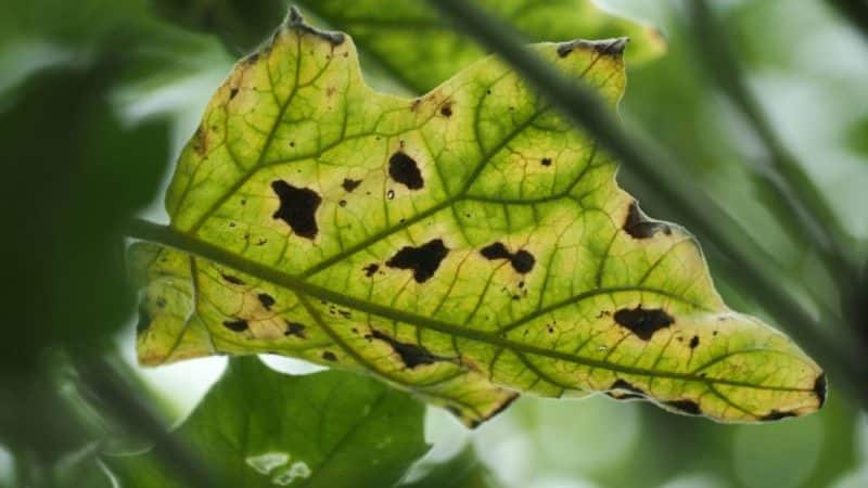 The best ways to treat eggplant diseases: photos and descriptions