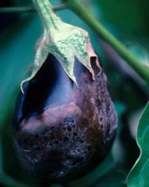 The best ways to treat eggplant diseases: photos and descriptions