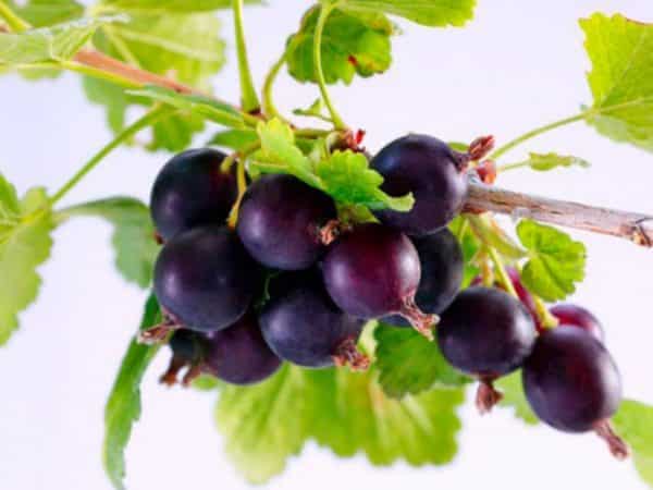 What is good about a hybrid of gooseberries and currants and how to grow it