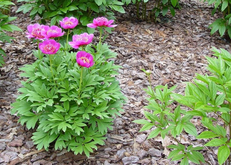 Caring for peonies in August and September