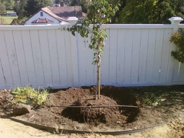What is good about the August dew pear and why it is worth growing