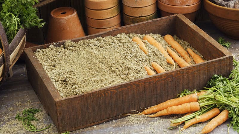 Optimal timing for harvesting carrots in the Urals