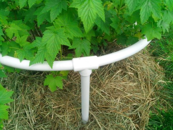 Why do you need supports for currants and how to make them yourself