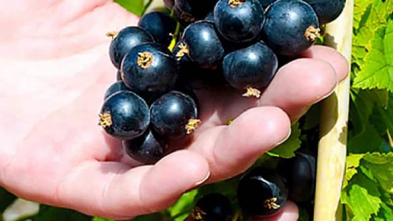 What are the benefits of black currant for women?