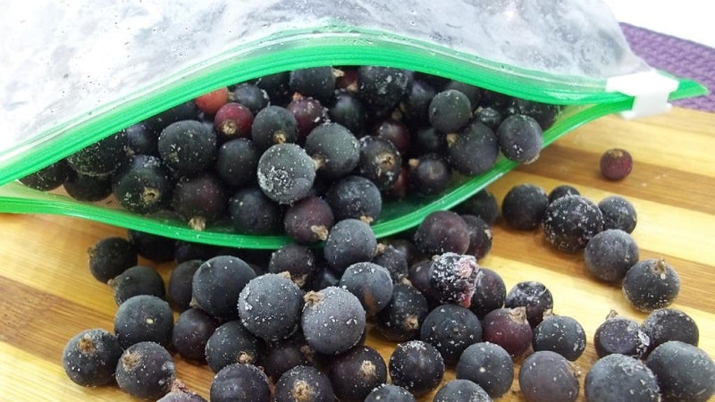 How and when to pick blackcurrants correctly
