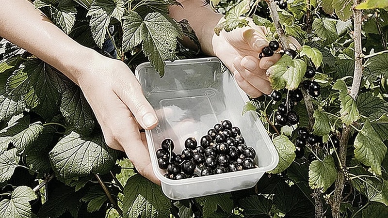 How and when to pick blackcurrants correctly