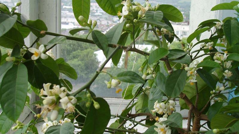 How and when does lemon bloom at home?