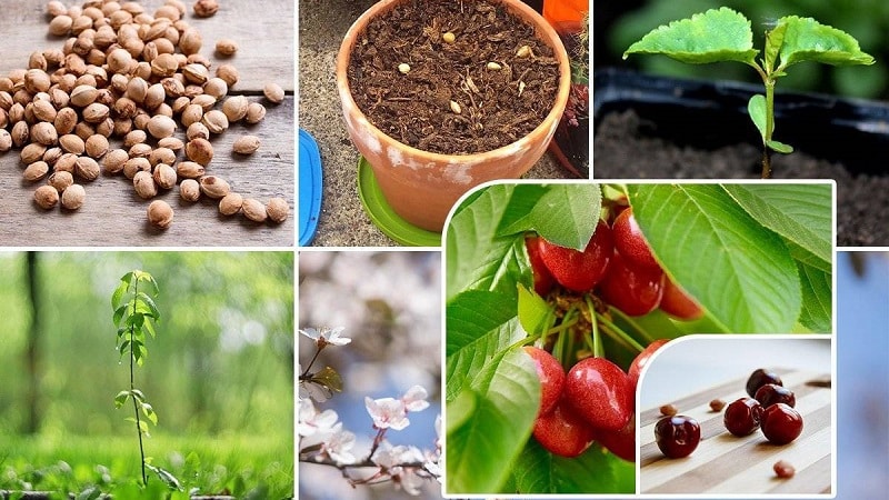 How to grow cherries from seeds at home
