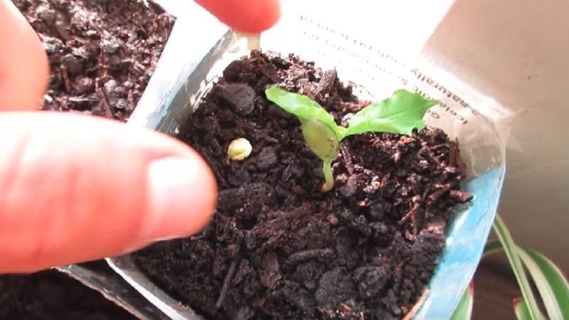 How to grow cherries from seeds at home
