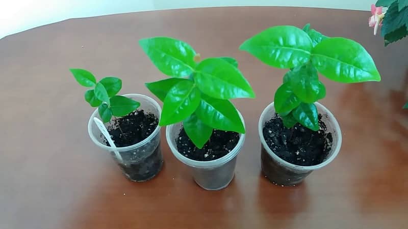 How to grow cherries from seeds at home