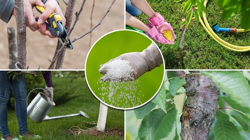 How to grow cherries from seeds at home