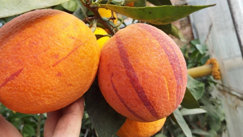 What is the name of a red orange?