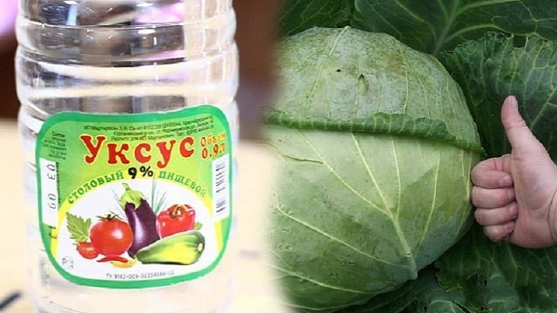 How to properly use cabbage vinegar against pests and how effective this remedy is