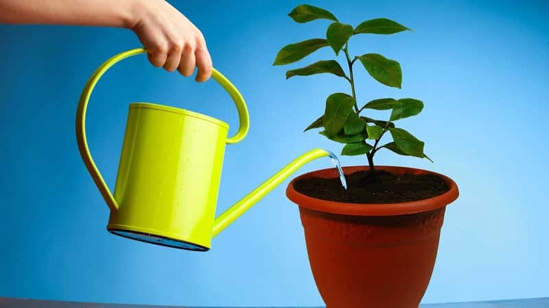 How to properly water indoor lemon