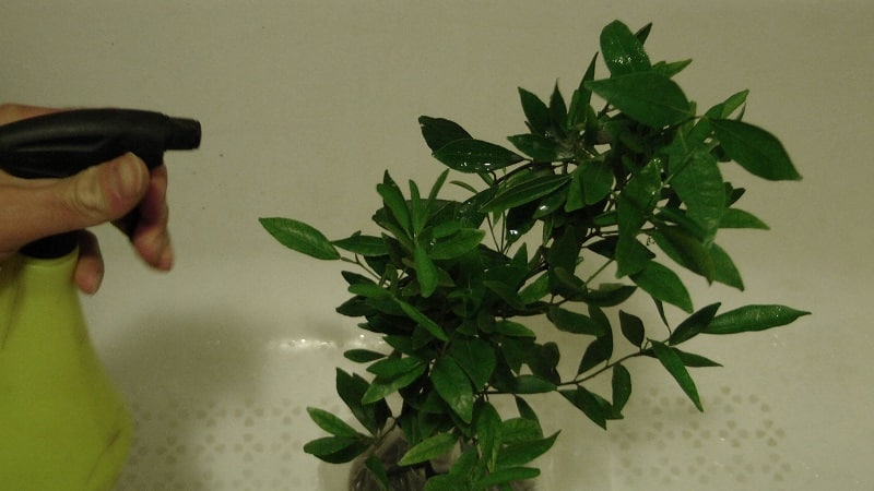 How to properly water indoor lemon