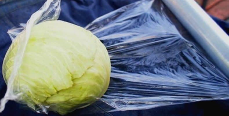 Features of storing cabbage in cling film in the cellar