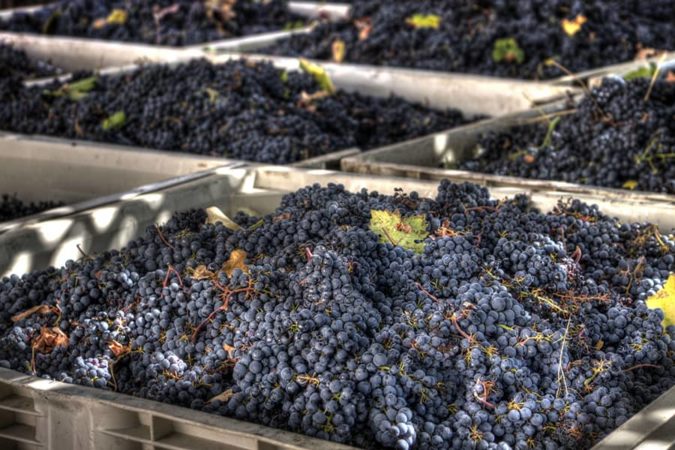 How many calories are in black grapes?