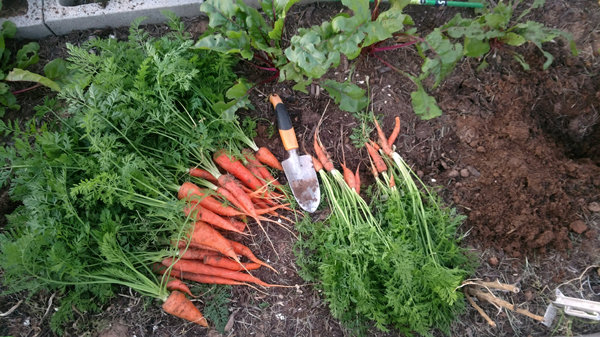 Optimal timing for harvesting carrots in the Urals