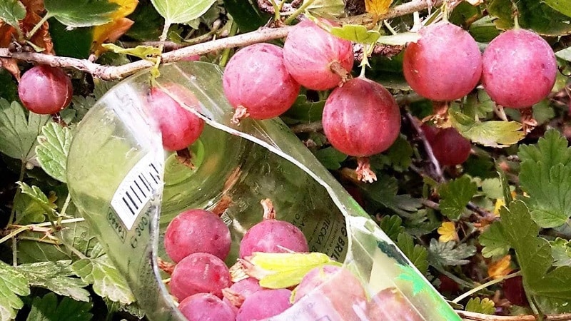 Life hacks from experienced gardeners: how to pick gooseberries without getting pricked