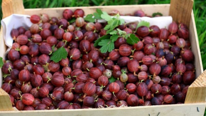 Life hacks from experienced gardeners: how to pick gooseberries without getting pricked