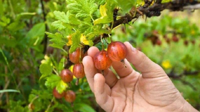 Life hacks from experienced gardeners: how to pick gooseberries without getting pricked