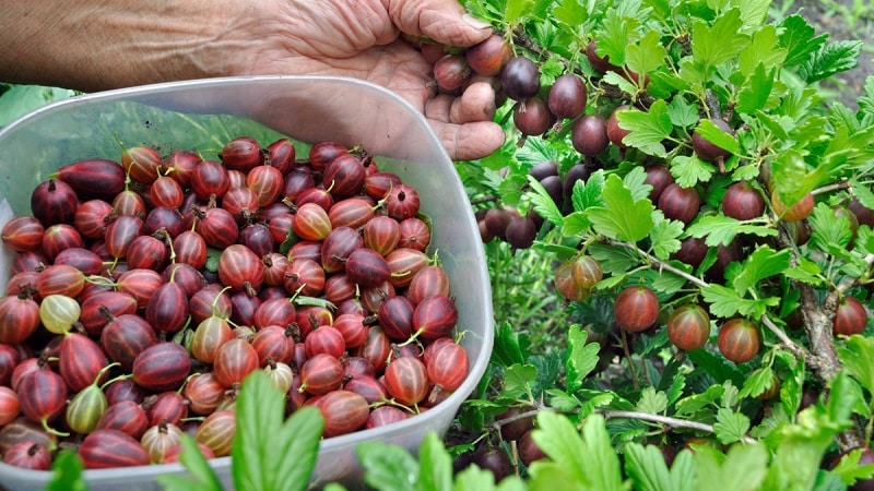 Step-by-step instructions on how to dry gooseberries in an electric dryer and how to store and use ready-made berries