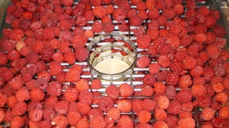 How long and how to dry raspberries in an electric dryer correctly