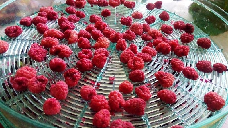 How long and how to dry raspberries in an electric dryer correctly