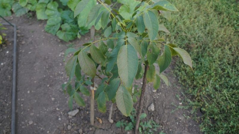 How to properly grow walnuts at home