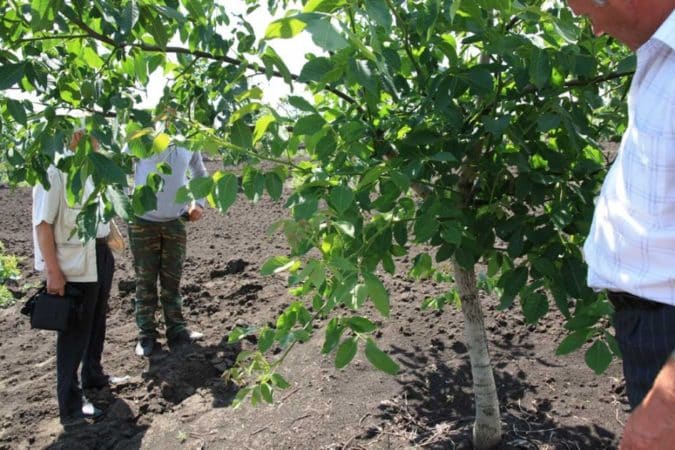 How to properly grow walnuts at home