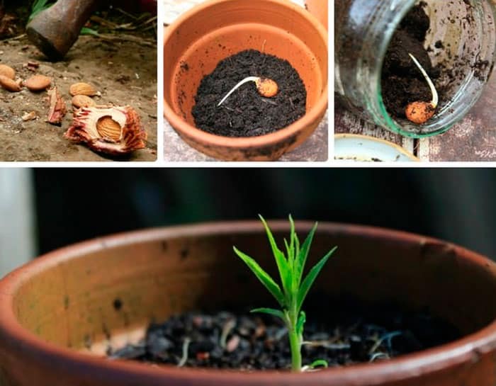 How to grow apricots from seeds at home and in the country