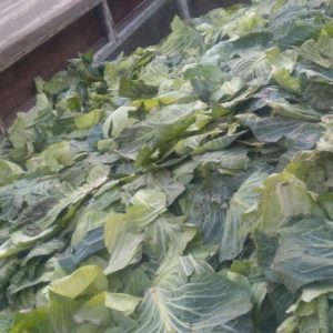Tips on where to put cabbage leaves after harvesting cabbage, and how they can be useful for the garden