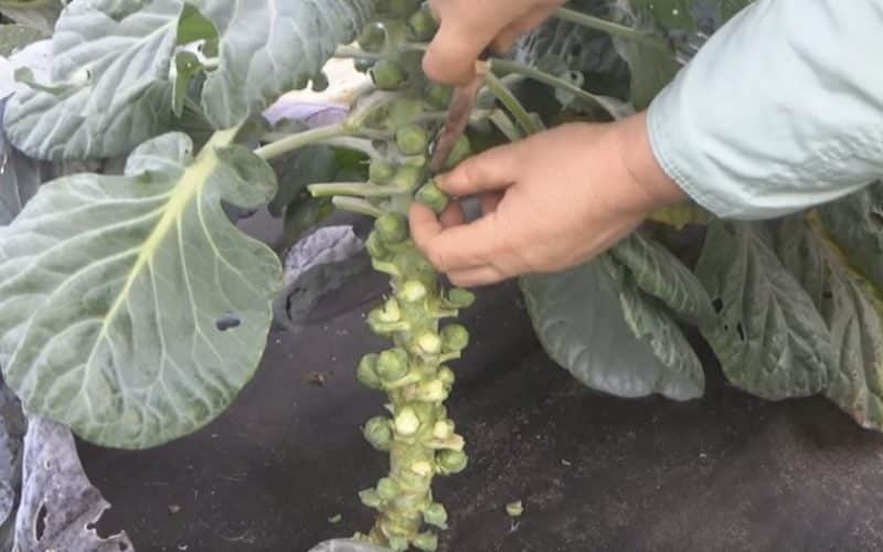 When and how to remove cabbage from the garden