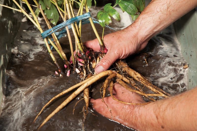 Is it possible to replant peonies in August or is it better in September?
