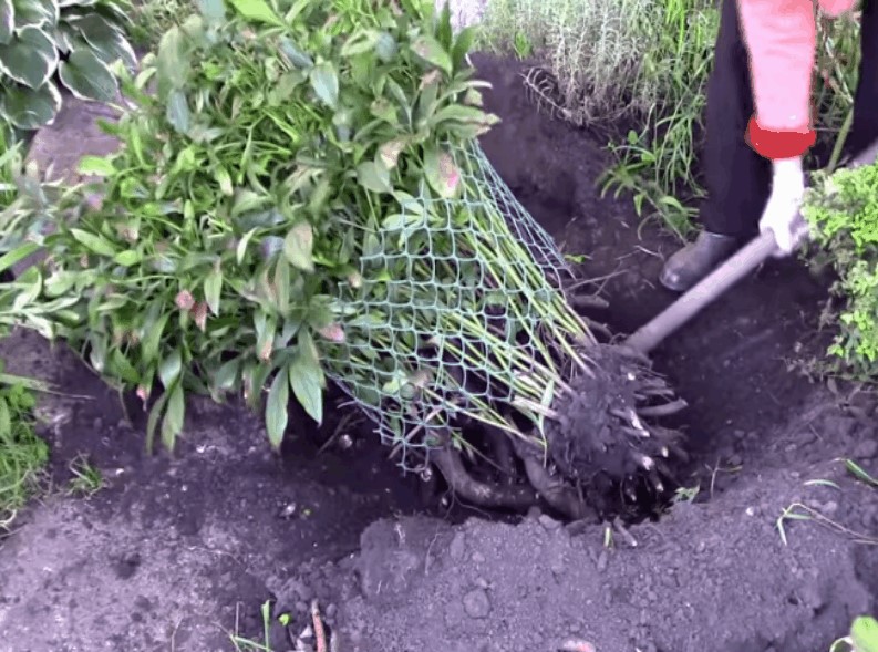 Caring for peonies in August and September