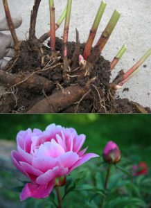 Transplanting peonies to another place in the fall