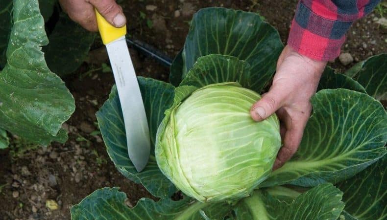 Do I need to pick off the bottom leaves of cabbage?